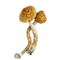 Psilocybin – Golden Teacher
