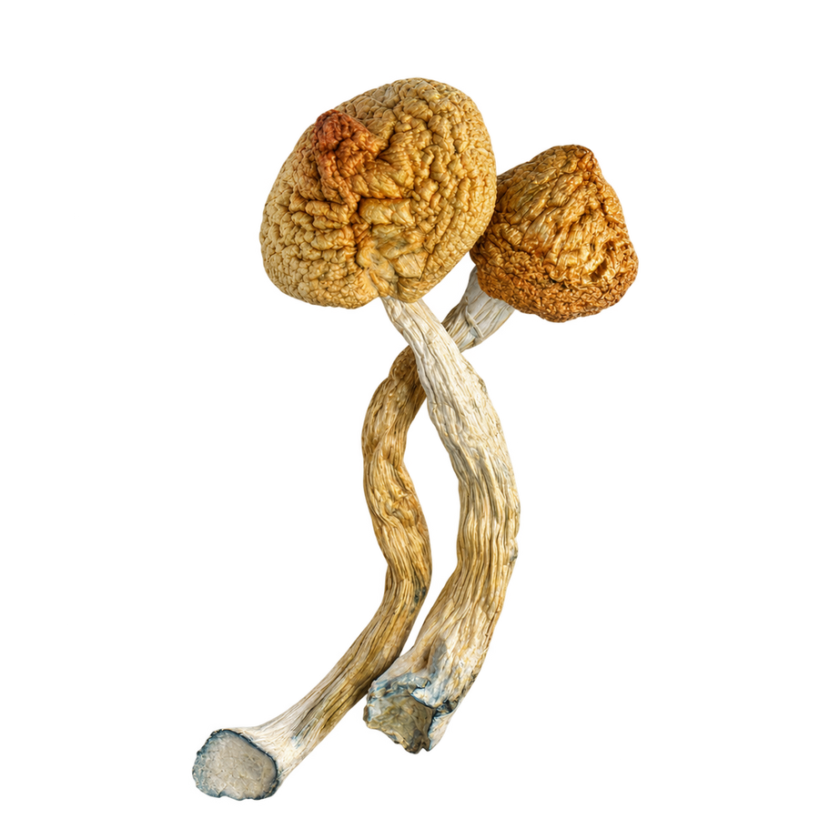 Psilocybin – Golden Teacher