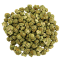 GELATO 41 - 28 GRAMS - HYBRID